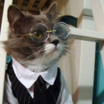 FancyCatss