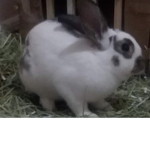 BB Bunny :)