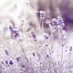LavenderQuill