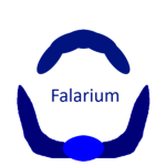Falarium