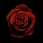 Le Crimson Roses