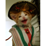 El gatita