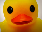DUCKY CROSSING !!!