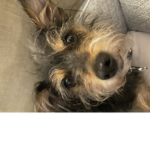 Doggy Fun Talk