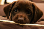 I love dogs do you ?