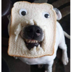 I lov dogs