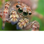 Spider lovers.