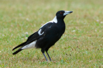 Magpie Gaming Productions
