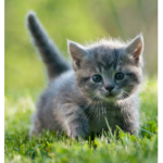 Team kitty cat paws