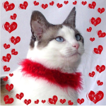 Kittie Kingdom