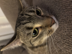 ~Cat appreciation society!~