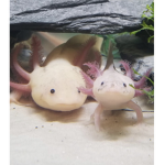 XxAxolotls