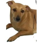 Os cachorros caramelo