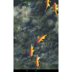 Fish fans group