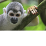 The Monkey prime time fan group