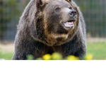 BEARS ONLY CLUB/GROUP