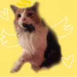 The Pickles The Cat Memory Group