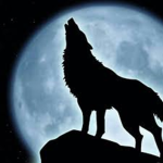 >Team Wolf<