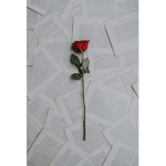 Roses are red group (roses)