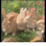 sᴏғᴛ ʙᴜɴɴʏs