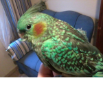 cockatiel forever