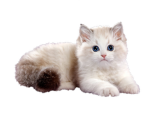 cat pee !!