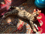 Rayan and cat