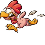 Plucked Chickens