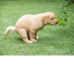 Puppies Like Humans