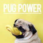 Pug Power