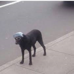 dooog