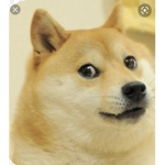 The Doge fann CLUB!!