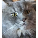 Best Cat Clan/Land