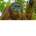 Hominoidea Squad