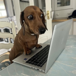 flydog123466