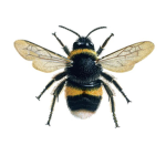 I searched up can you die buy a bee