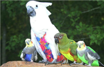 ROBLOX'S 2 bird lovers group