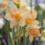 Daffodil Café