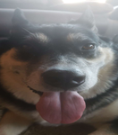 ᴡʜᴏꜱ ᴄᴏʀᴘᴏʀᴀᴛɪᴏɴ
