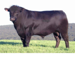 people who like angus beef