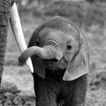 Join to be an Ellephant