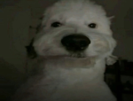 Miguel the good boy