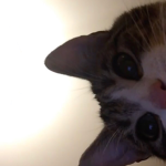 Meowzya fan club!