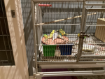 Parakeet Buddy’s