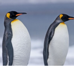 Penguin hangout