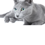 Cat Enthusiasts of Roblox