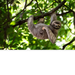 The silly sloth group