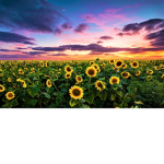 sunflowerr squad