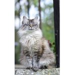 Kittygroup123