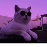 street.cats